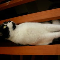 Interview d’un chat qui a decouvert les litieres ecolos