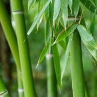 Dell passe aux emballages en Bambou