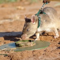 La nature nous a offert le Rat pour sauver des vies …