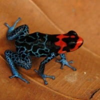 La forêt amazonienne, une richesse dont le monde ne peut se passer !