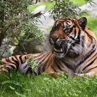 Sauvez le tigre, signez pour le tigre …