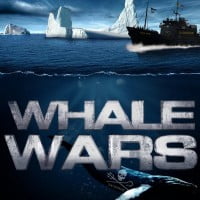 Whale Wars : la bataille pour la baleine a débuté …
