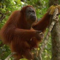 Une histoire d’orangs-outans !