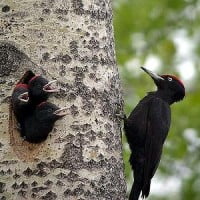 Le Pic Noir élu l’oiseau de l’année pour la biodiversité