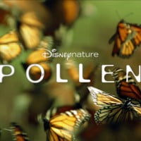 Pollen – Un monde de fleurs et de pollinisateurs !