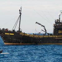 Victoire de Sea Shepherd contre les baleiniers japonais