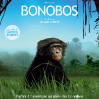 Bonobos, évitons leur disparition !