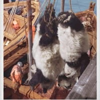 Quand vous voyez des thons, pensez Panda !