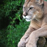 Extinction du puma de l’est américain …