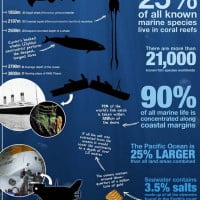 Infographie – Dans les profondeurs des océans …
