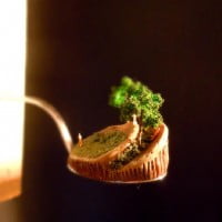 Terrappétit, la nature au creux d’une cuillère …