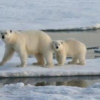 Tragique histoire d’une ourse polaire et de son ourson