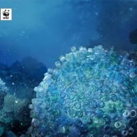 WWF – Le plastique de nos océans