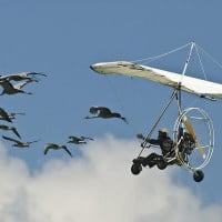 Christian Moullec : L’homme qui vole avec les oiseaux