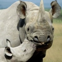 Le WWF fait voler les rhinocéros noirs en Afrique du Sud