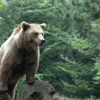 Nounours des Pyrénées à besoin d’aide …