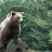 Nounours des Pyrénées à besoin d’aide …