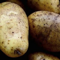 Fortuna, la patate OGM bientôt dans vos assiettes ?