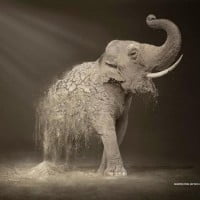 Campagne WWF sur la désertification