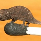 Brookesia micra – le caméléon miniature de Madagascar