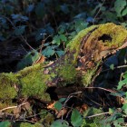 Ressemblances, les fantômes de la nature