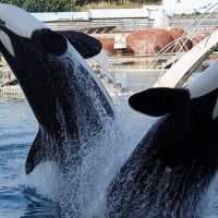 Les orques esclaves de SeaWorld …