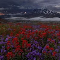 Miles Morgan, clichés de nature et paysages de rêves