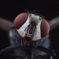 Anti-mouche 100% naturel