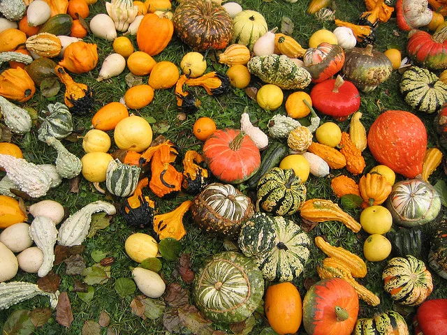 courges