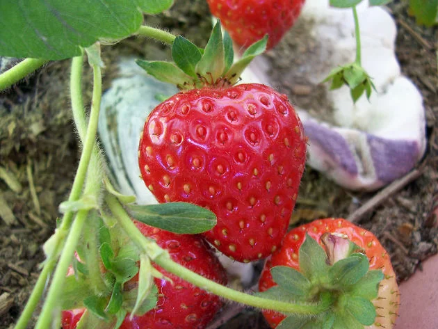 fraise