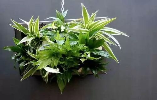 tableau-vegetal-1