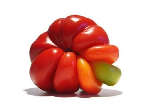 mutato_tomate