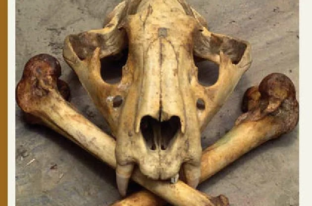wildlife-crime-scorecard