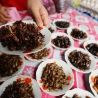 Assortiment d'insectes cuisinés