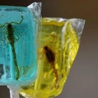 Scorpions en sucette