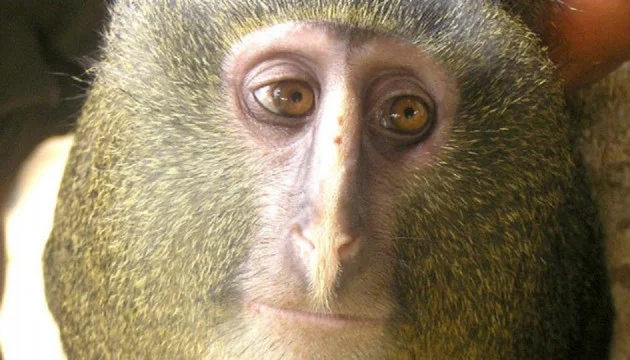 Lesula - Cercopithecus Lomamiensis