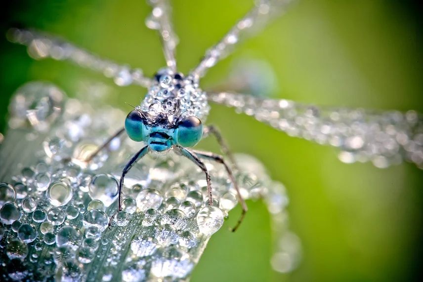 Pierre Chambon Macro 3
