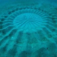Crop Circle Japon 1