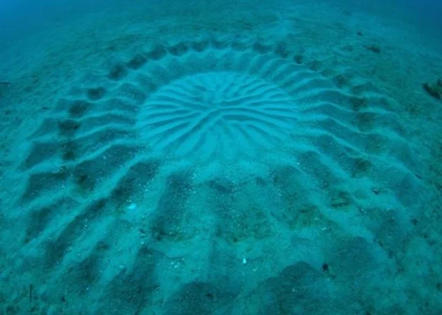Crop Circle Japon 1 Crop Circle Japon 1