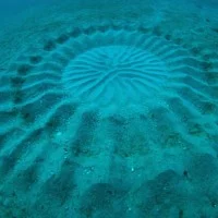 Crop Circle Japon 3