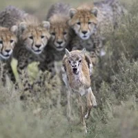 wildlife photographer of the year 2012 2