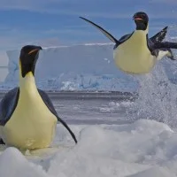 wildlife photographer of the year 2012 6