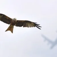 wildlife photographer of the year 2012 7