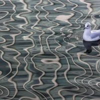 wildlife photographer of the year 2012 8