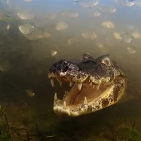 wildlife photographer of the year 2012 9