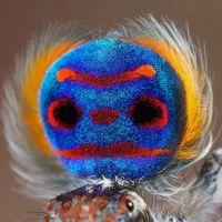 Maratus volans 1