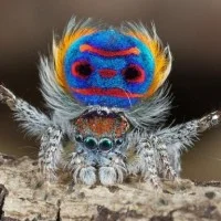 Maratus volans