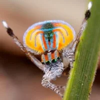 Maratus volans 3