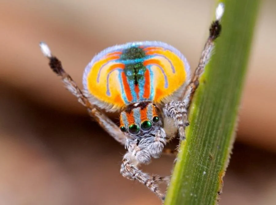 Maratus volans 3