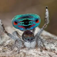 Maratus volans 4